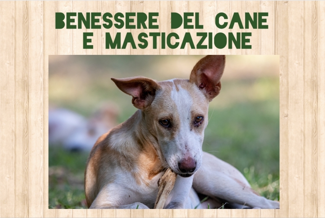 Benessere del cane e masticazione