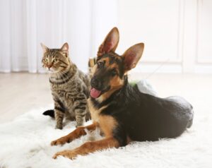 Qual è la corretta profilassi per evitare pulci e zecche in cane e gatto?