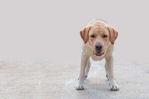 Epilessia nel cane: diagnosi e controllo