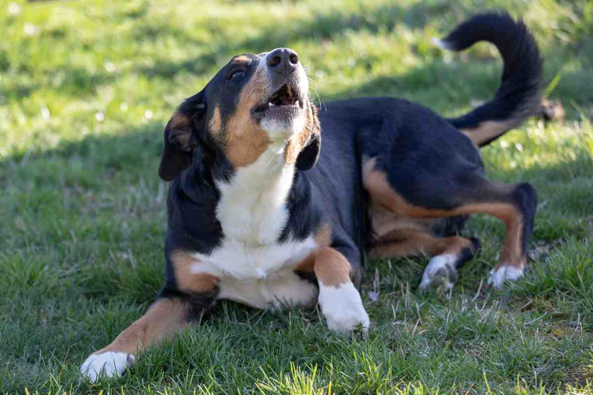 Il cane abbaia in continuazione? Ecco alcuni consigli per insegnargli a non farlo