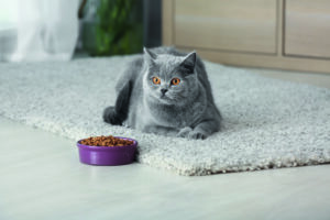 Alimentazione gatto contro il caldo: i consigli del veterinario