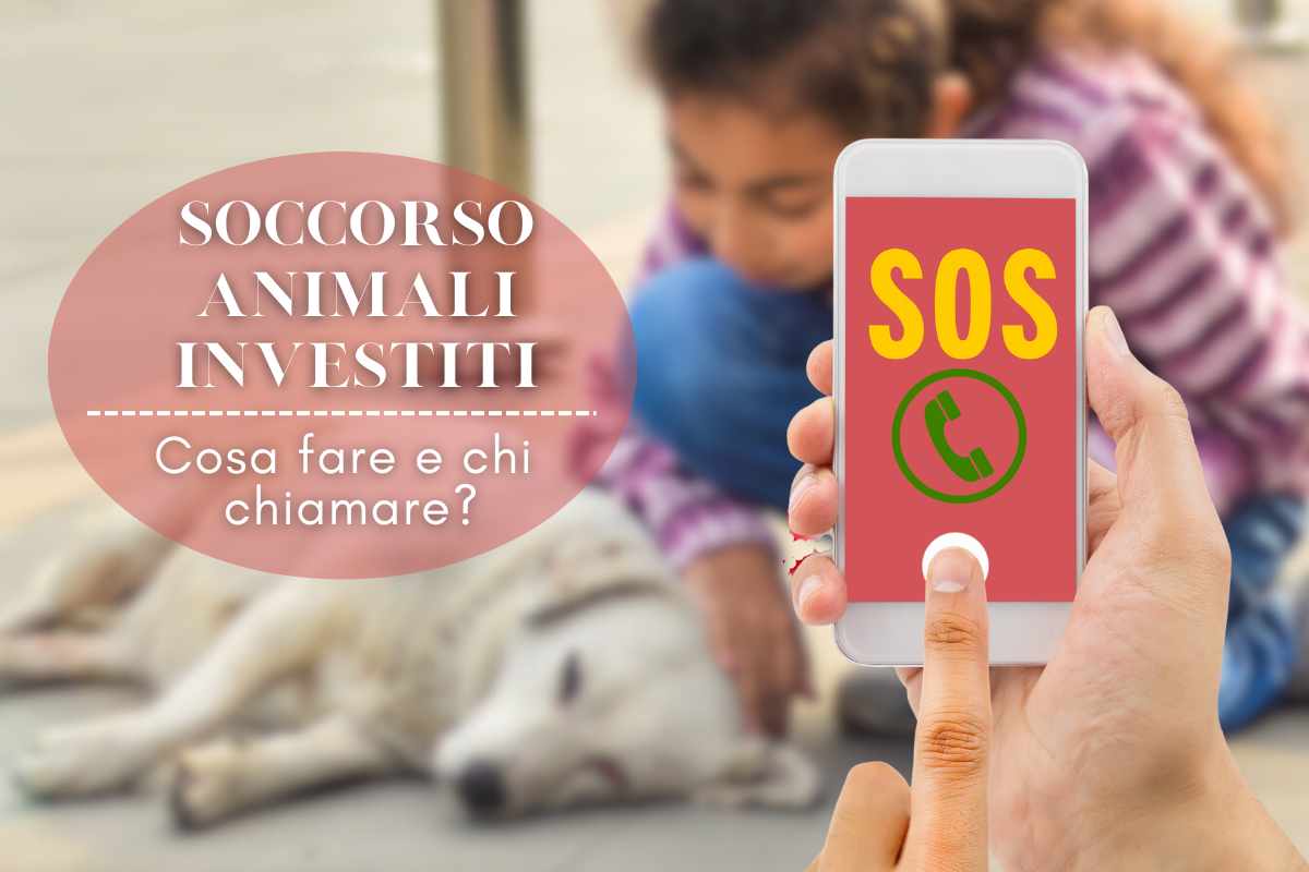 Cosa fare nel caso in cui su strada si veda un animale vittima di incidente stradale: i contatti a cui segnalare