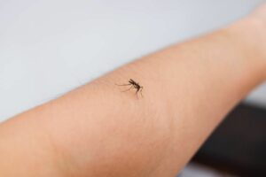 Le zanzare pungono solo l’uomo o anche gli animali? La risposta è tutt’altro che scontata