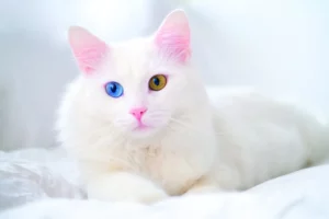 Occhi del gatto: curiosità e caratteristiche