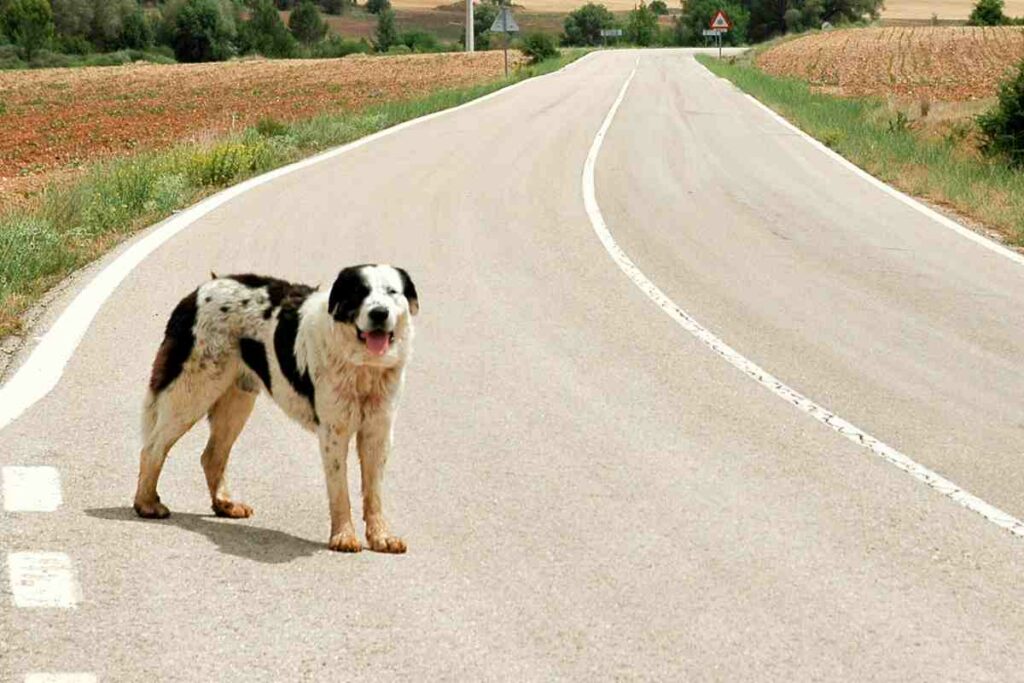 cane animali abbandonati strada sanzioni