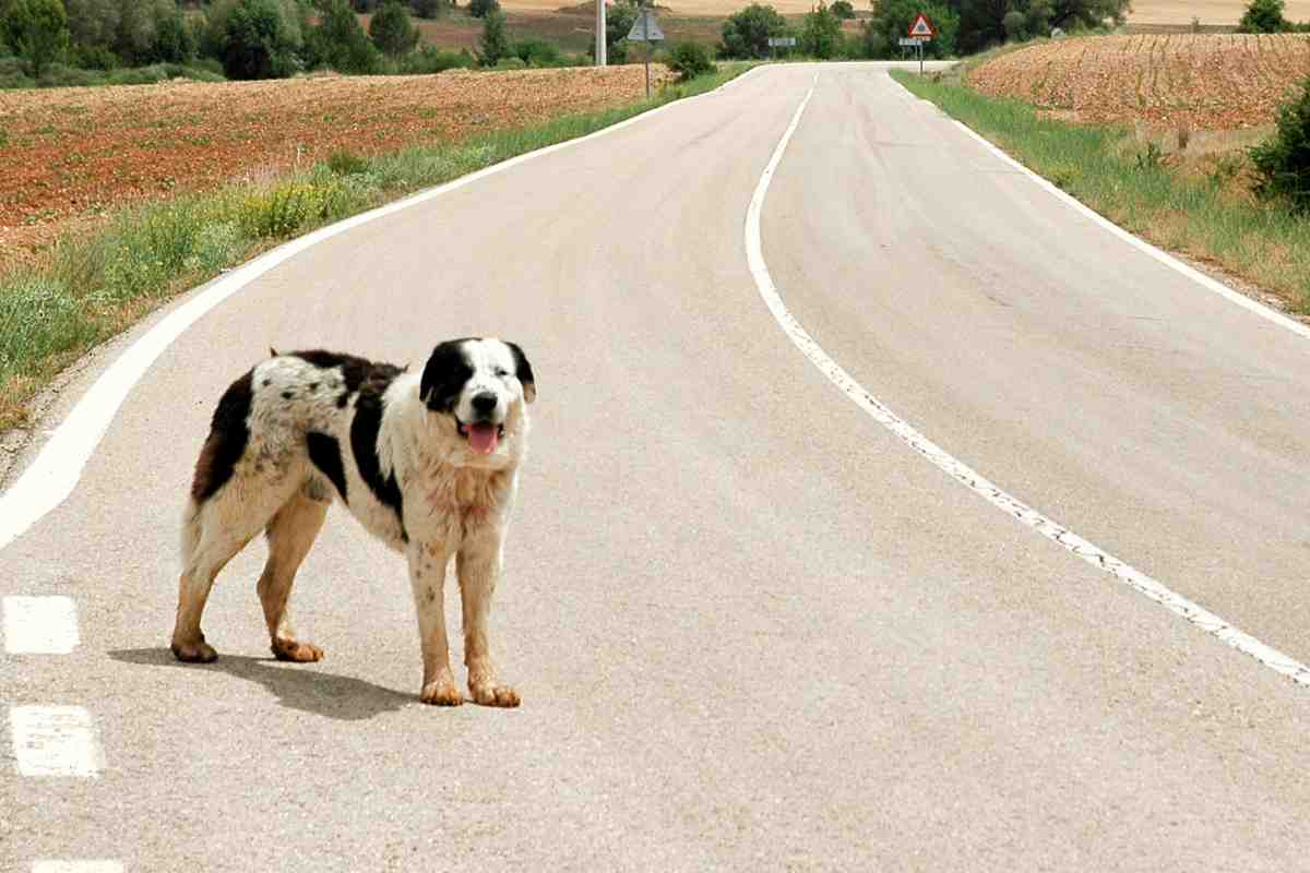 Svolta per chi abbandona gli animali in strada: cosa potrebbe succedere