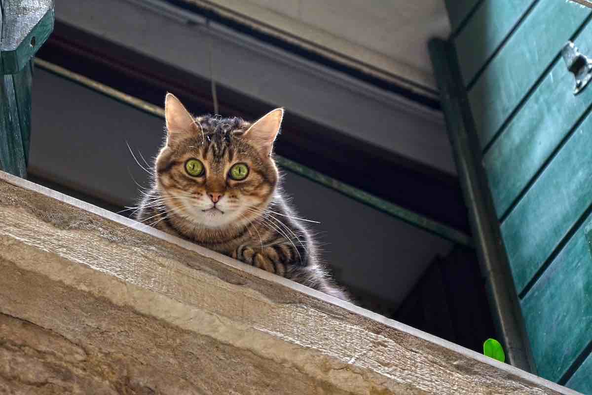 Le finestre sono pericolose per i gatti: c’è un perché