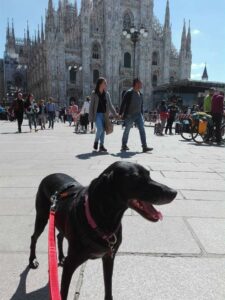 Travel Dog Sitting LCDS a Milano. Con Lola a spasso per il centro