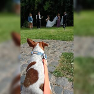 Wedding Dog Sitting LCDS a Bracciano: Spritz si gode la giornata
