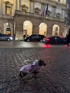 Travel Dog Sitting LCDS a Milano. Gipsy a spasso per Milano